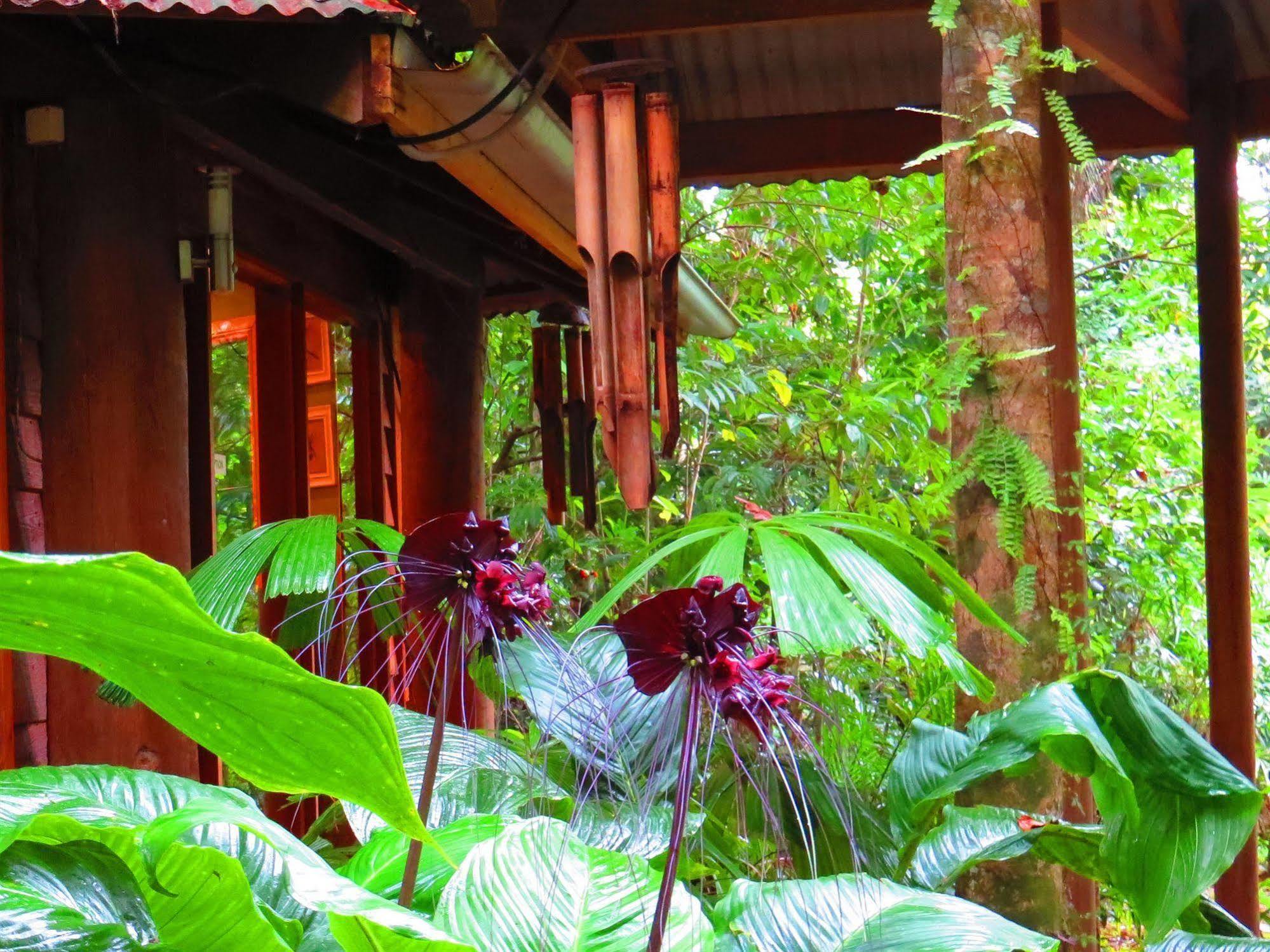 Daintree Rainforest Retreat Motel Eksteriør bilde